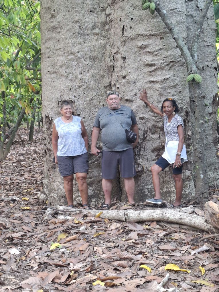 6 Baobab