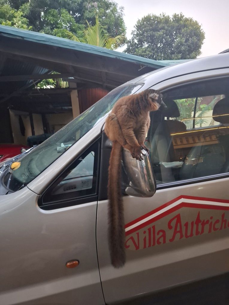 9 lemur2